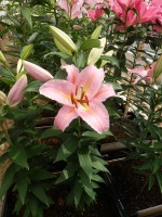 [5258 Catcher No01.JPG]